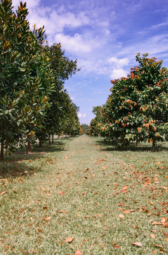 Scenic orchard pathway in Singapore with vibrant trees and a clear blue sky.